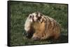 Badger-DLILLC-Framed Stretched Canvas