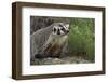 Badger-DLILLC-Framed Photographic Print