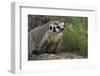 Badger-DLILLC-Framed Photographic Print