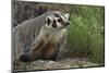 Badger-DLILLC-Mounted Photographic Print