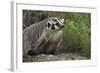 Badger-DLILLC-Framed Photographic Print