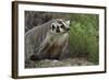 Badger-DLILLC-Framed Photographic Print