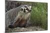 Badger-DLILLC-Mounted Photographic Print