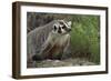 Badger-DLILLC-Framed Photographic Print