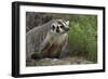 Badger-DLILLC-Framed Photographic Print