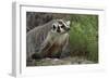 Badger-DLILLC-Framed Photographic Print