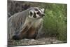 Badger-DLILLC-Mounted Photographic Print