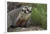 Badger-DLILLC-Framed Photographic Print