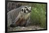 Badger-DLILLC-Framed Photographic Print