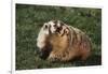 Badger-DLILLC-Framed Photographic Print