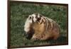 Badger-DLILLC-Framed Photographic Print