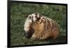 Badger-DLILLC-Framed Photographic Print