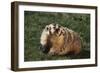 Badger-DLILLC-Framed Photographic Print