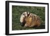 Badger-DLILLC-Framed Photographic Print