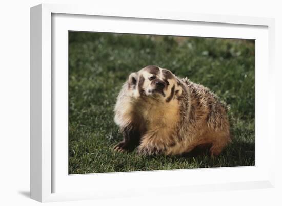 Badger-DLILLC-Framed Photographic Print