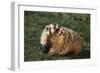 Badger-DLILLC-Framed Photographic Print