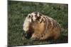 Badger-DLILLC-Mounted Photographic Print