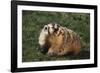 Badger-DLILLC-Framed Photographic Print