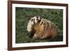 Badger-DLILLC-Framed Photographic Print