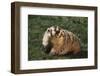 Badger-DLILLC-Framed Photographic Print