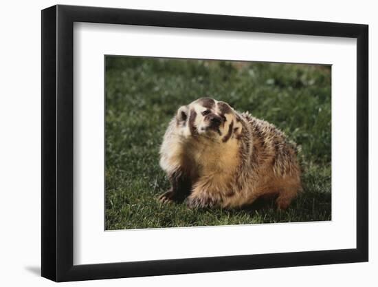 Badger-DLILLC-Framed Photographic Print