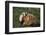 Badger-DLILLC-Framed Photographic Print