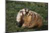 Badger-DLILLC-Mounted Photographic Print