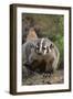 Badger-DLILLC-Framed Photographic Print