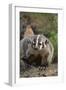 Badger-DLILLC-Framed Photographic Print