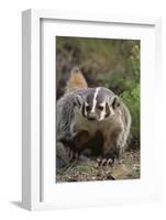 Badger-DLILLC-Framed Photographic Print