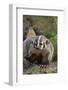 Badger-DLILLC-Framed Photographic Print