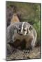 Badger-DLILLC-Mounted Photographic Print
