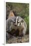 Badger-DLILLC-Framed Photographic Print