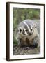 Badger-DLILLC-Framed Photographic Print