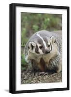 Badger-DLILLC-Framed Photographic Print