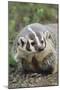 Badger-DLILLC-Mounted Photographic Print