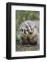 Badger-DLILLC-Framed Photographic Print