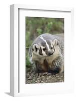 Badger-DLILLC-Framed Photographic Print