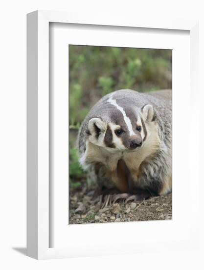 Badger-DLILLC-Framed Photographic Print