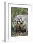 Badger-DLILLC-Framed Photographic Print