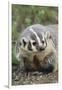 Badger-DLILLC-Framed Photographic Print