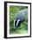 Badger-Reiner Bernhardt-Framed Photographic Print