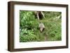 Badger-Reiner Bernhardt-Framed Photographic Print