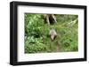 Badger-Reiner Bernhardt-Framed Photographic Print