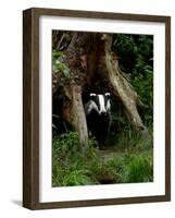 Badger-Reiner Bernhardt-Framed Photographic Print