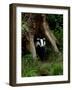 Badger-Reiner Bernhardt-Framed Photographic Print