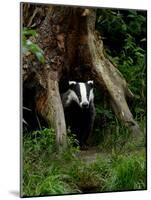 Badger-Reiner Bernhardt-Mounted Photographic Print