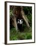 Badger-Reiner Bernhardt-Framed Photographic Print