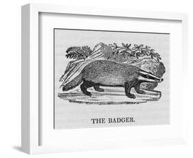 Badger-null-Framed Art Print