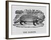 Badger-null-Framed Art Print